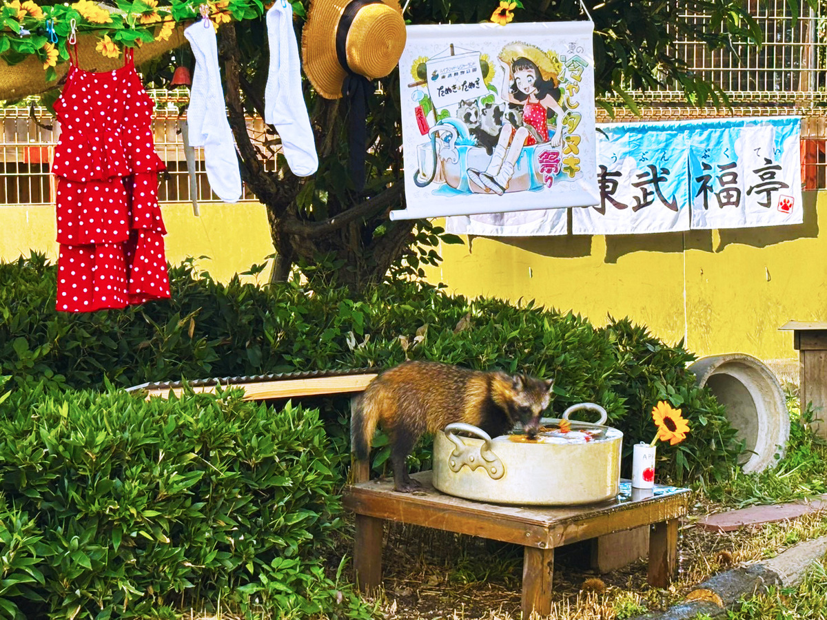 『たぬきはたぬき』×東武動物公園コラボの画像