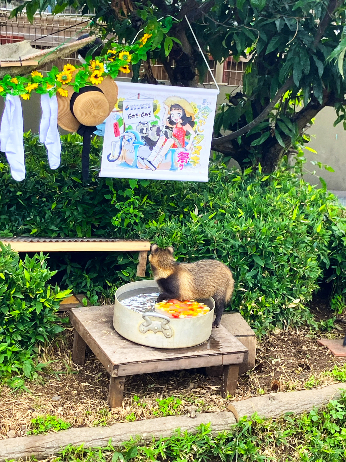 『たぬきはたぬき』×東武動物公園コラボの画像