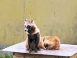 『たぬきはたぬき』×東武動物公園コラボの画像
