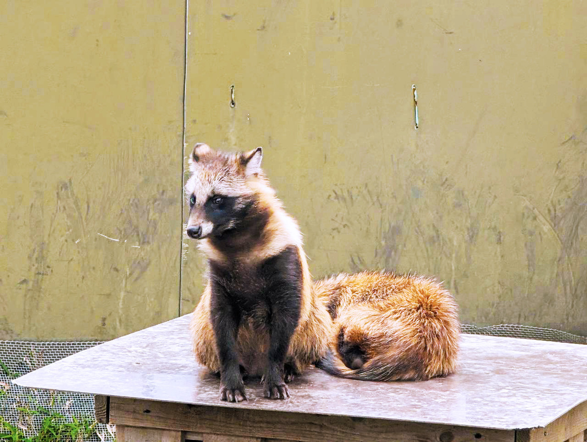 『たぬきはたぬき』×東武動物公園コラボの画像