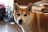 愛犬と歩んだ18年と壮絶な介護の記録の画像