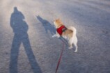 愛犬と歩んだ18年と壮絶な介護の記録の画像