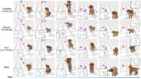 人の動きに対して生成された犬の動作の比較