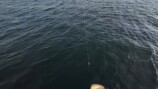 海面に姿を現したエイ