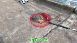 網に収まった大きなエイ