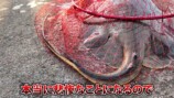 網に収まった大きなエイ