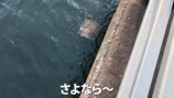 海へ返されたエイ