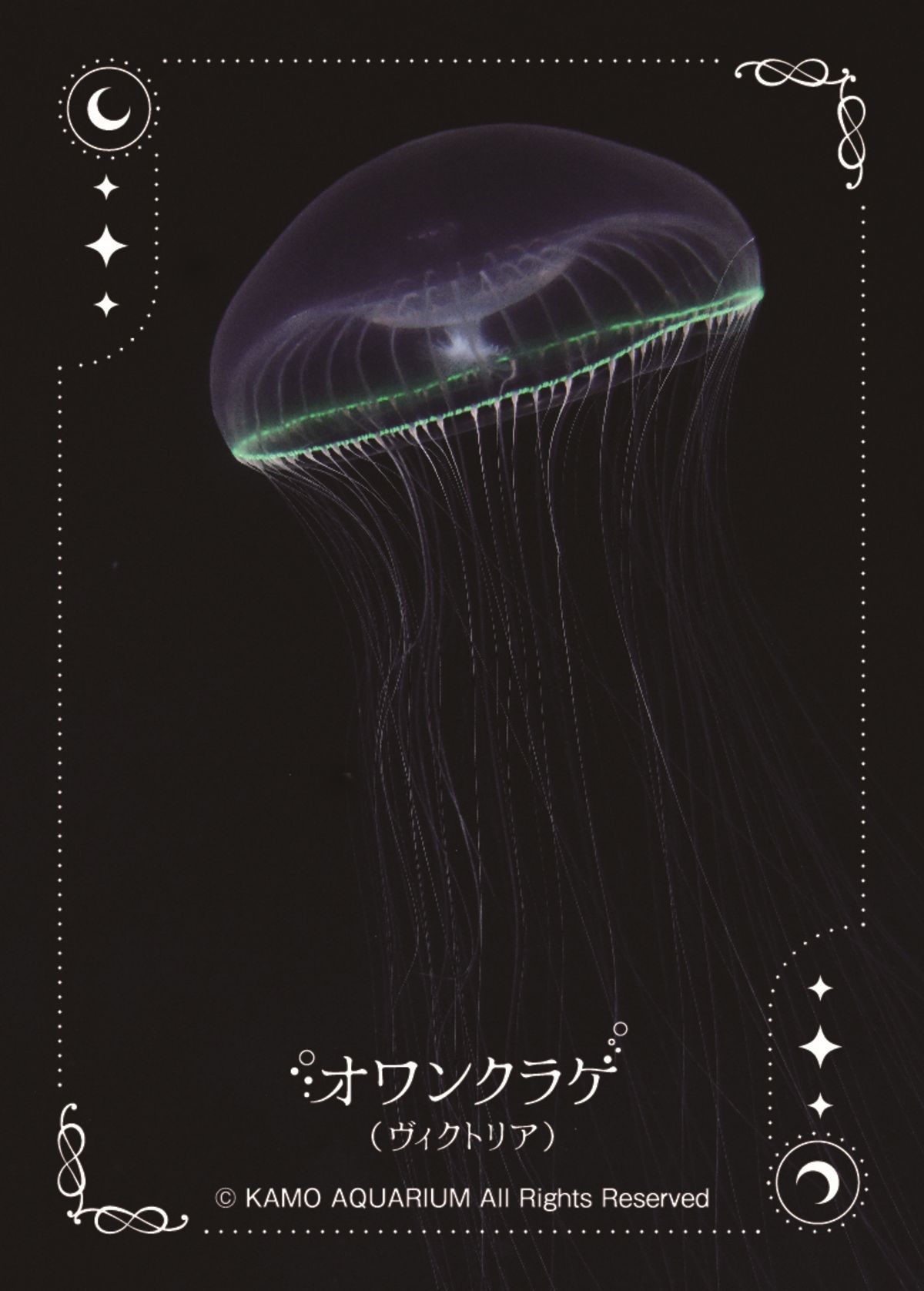 森日向『夜光クラゲが灯した暗号』の画像