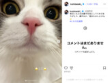 『SPY×FAMILY』作者が松田里奈をお祝いの画像