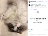 『SPY×FAMILY』作者が松田里奈をお祝いの画像