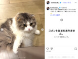 『SPY×FAMILY』作者が松田里奈をお祝いの画像