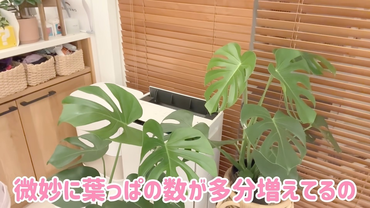 育てているモンステラ