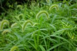 線路端のねこじゃらし