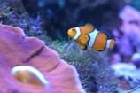 カクレクマノミ 作例