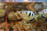 テッポウウオ 作例
