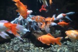 金魚 撮影