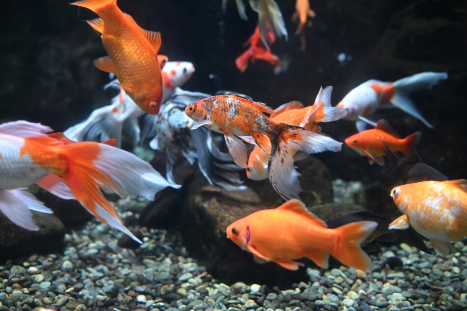 金魚 撮影