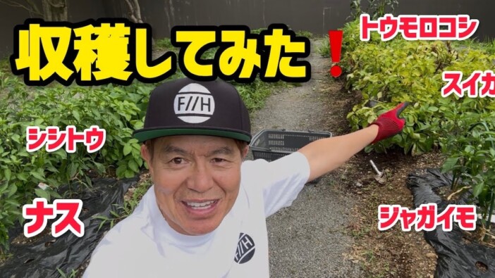 ヒロミ、立派な家庭菜園を紹介 妻・松本伊代と植えた野菜が見事に成長 “大量収穫”に反響「凄い」