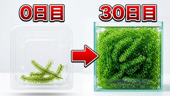 生き物系YouTuber、スーパーで買った海ぶどうを“無限増殖” 約30日後の姿に驚愕「やばいなこれ」
